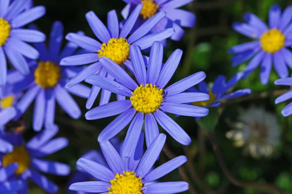 蓝色的玛格丽特雏菊在春天。