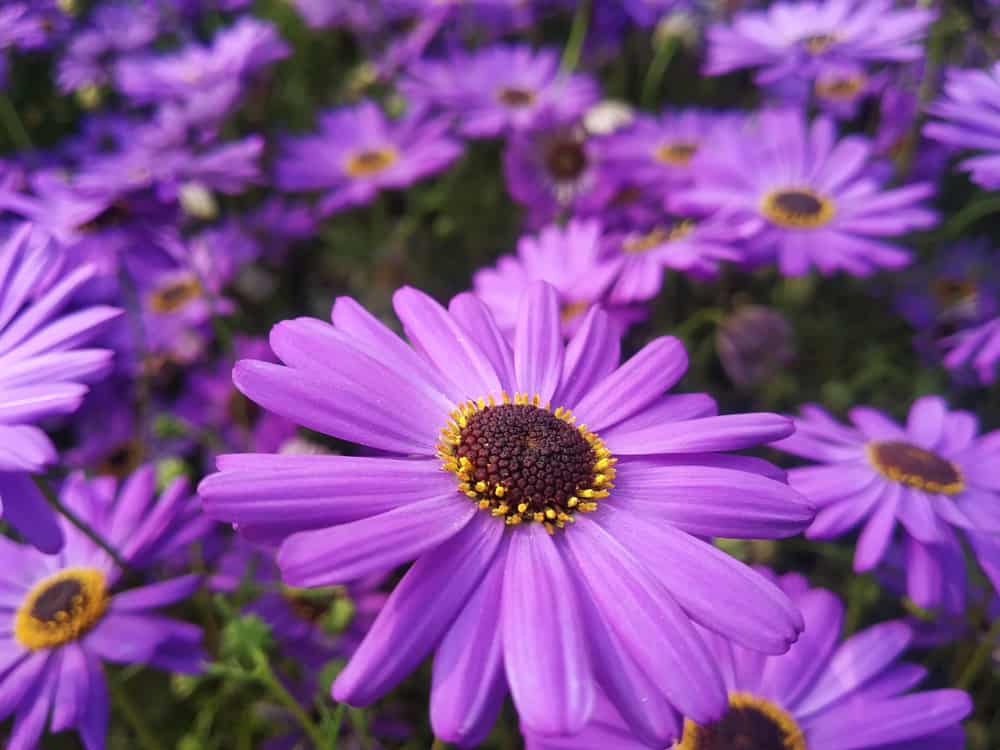 天鹅河雏菊的紫色花朵。