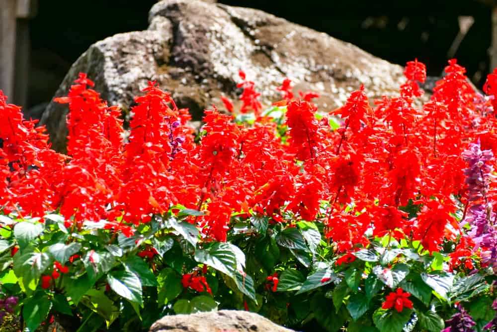 红衣主教花长管状的红色花。