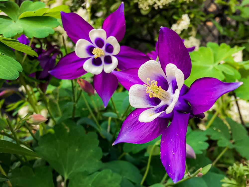 别墅花园里的耧斗菜的紫色花朵。