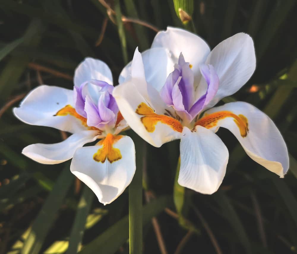 两个美丽的饮食花和紫色和黄色的口音白色花瓣在一个花园