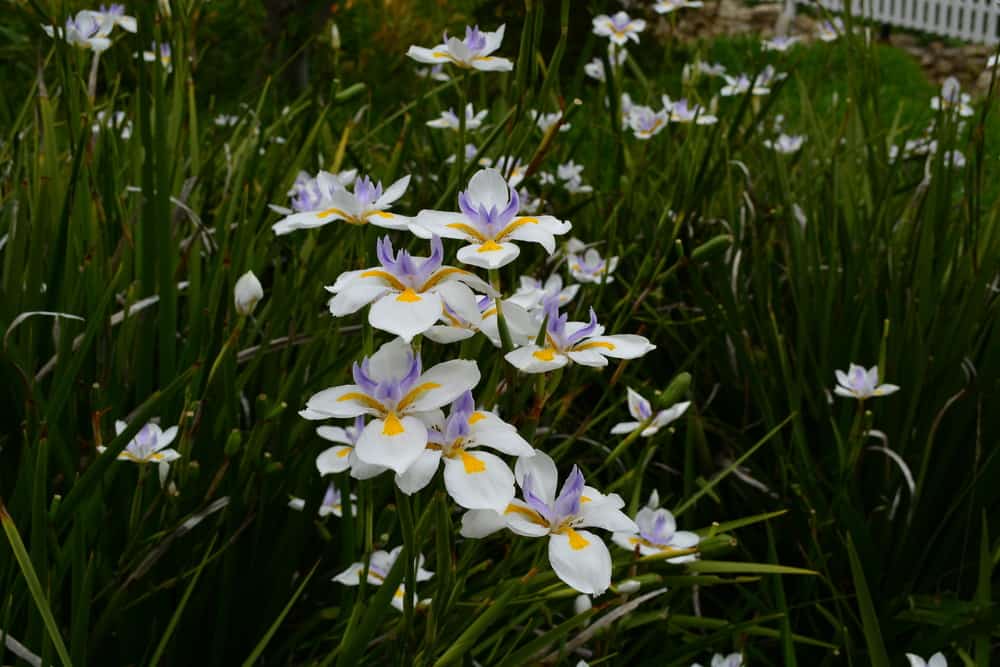 美丽的花园种植观赏草的植物，花盛开，白色花瓣与黄色和紫色的色调
