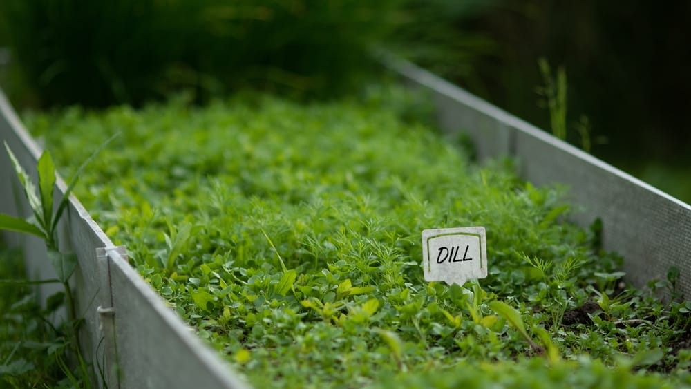 小型花园种植机种满了小莳萝幼苗，上面有自制的牌子，写着莳萝