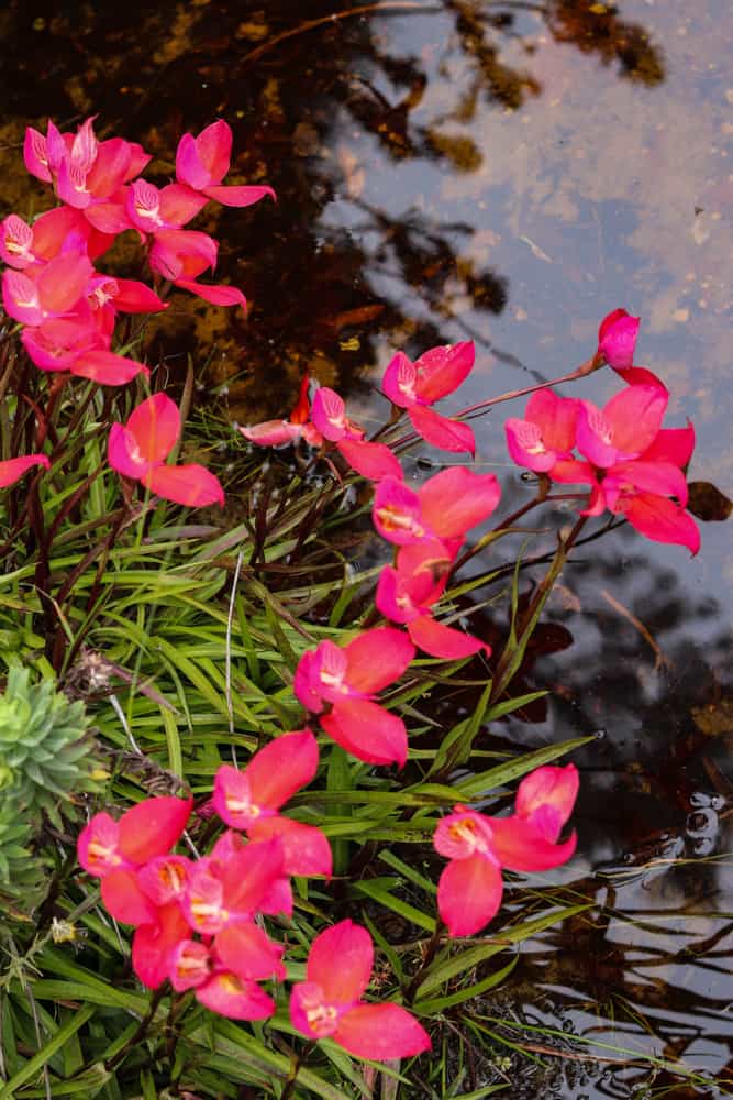 野生亮粉色的地兰生长在流动的山涧旁，有着完美的生长条件