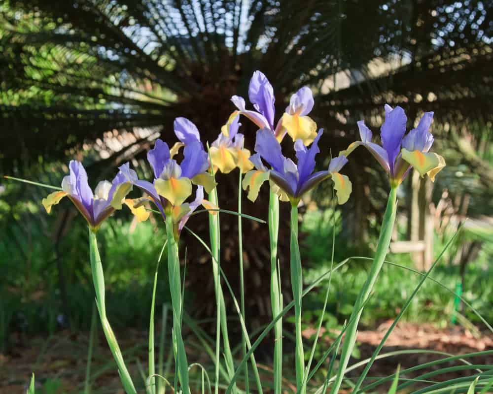 美丽的两朵荷兰鸢尾花，紫罗兰色和黄色的花瓣生长在长花茎的末端
