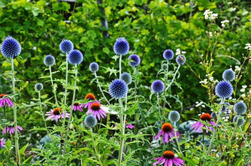 美丽的深蓝色紫锥菊花头生长在一个野生花园与紫色的黑色眼睛苏珊