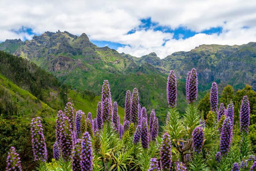 美丽的毛莨属植物，盛开着明亮的紫色花朵，生长在高大的树木和草的山区景观