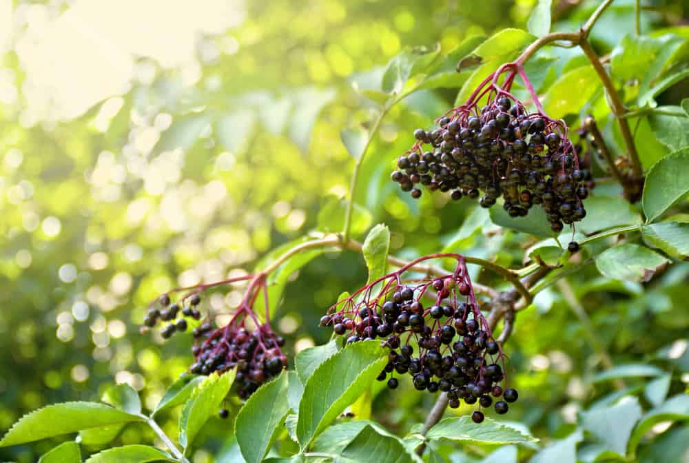 一棵健康的接骨木树上，可爱的深紫色接骨木浆果在夏日的阳光下成熟