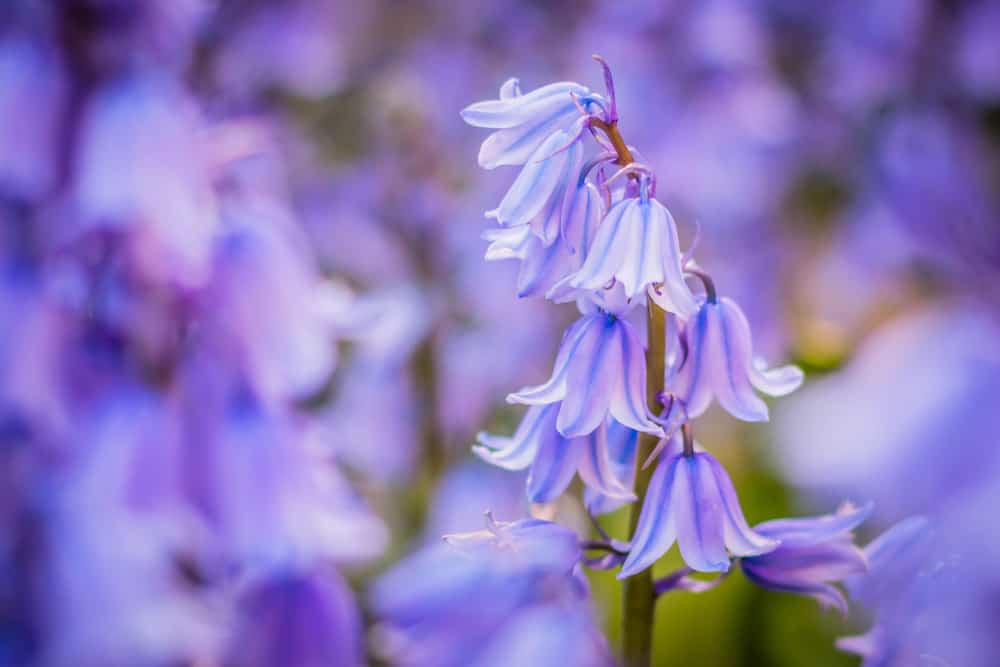 美丽的英国风信子花，淡粉色和紫色的口音生长在管状沿着茎，模糊的紫色背景