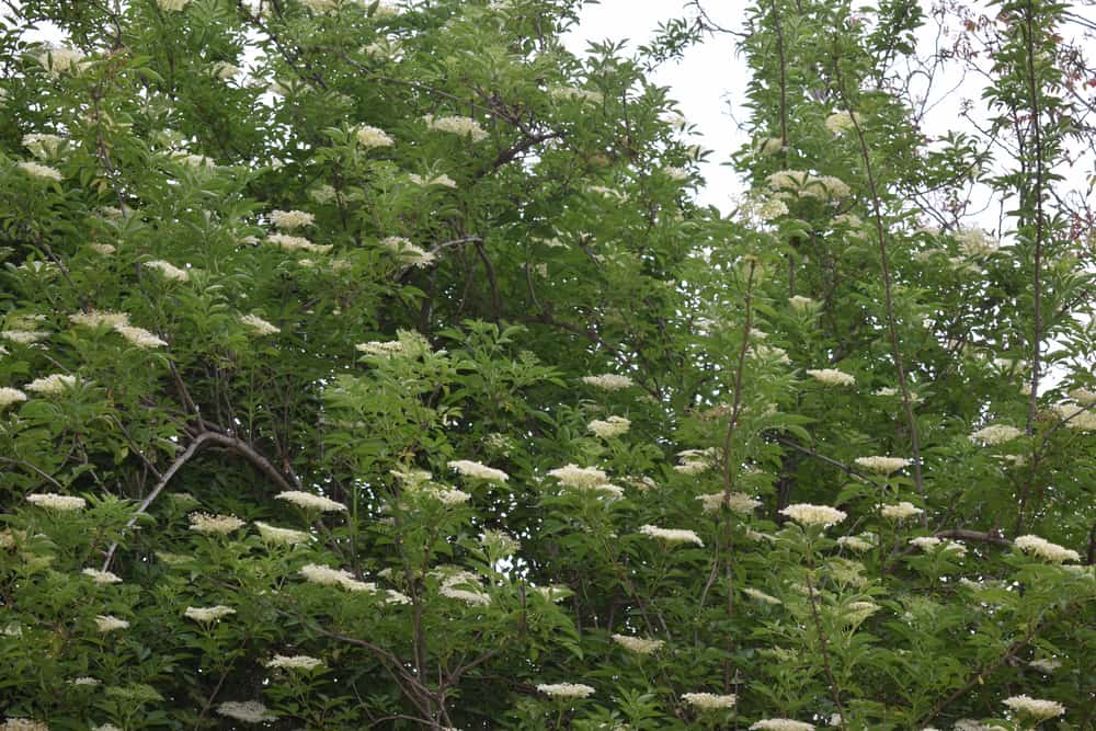 野生的欧洲接骨木植物，生长在高大的树木旁，开着可爱的白色接骨木花