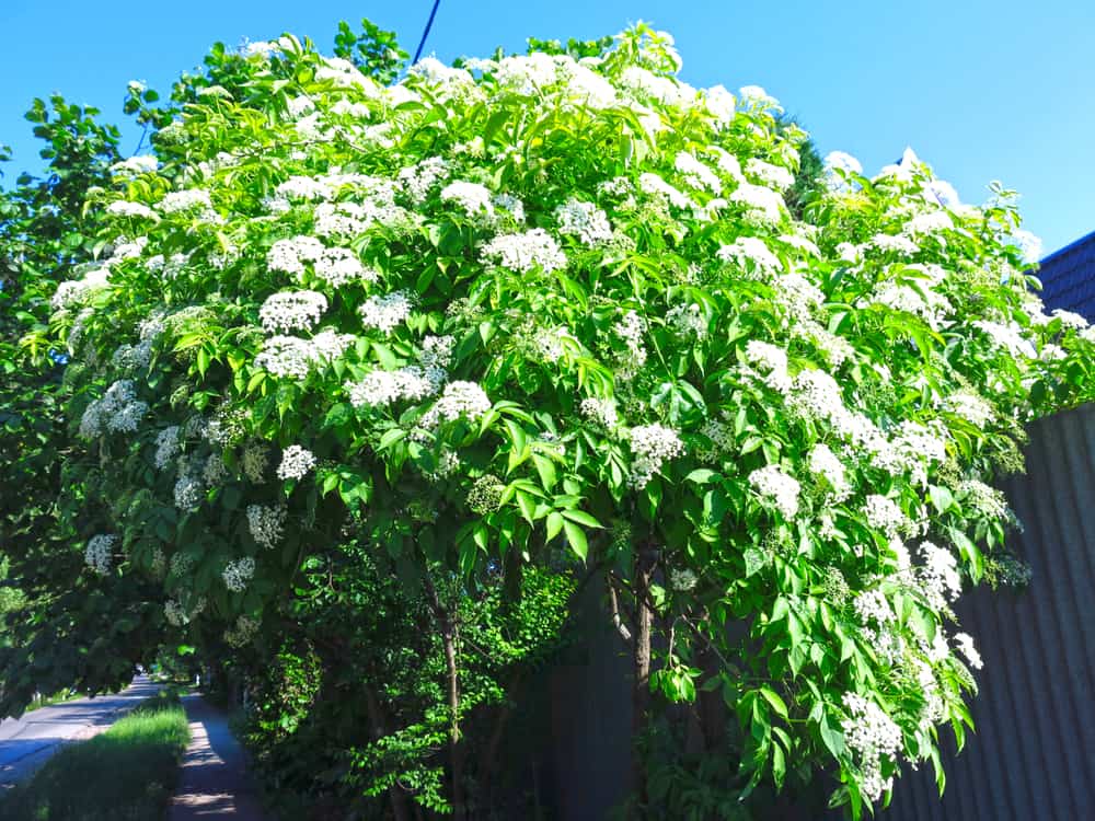 在一个阳光明媚的日子里，一棵巨大的接骨木树盛开着一簇簇白色的接骨木花，生长在安静的人行道旁