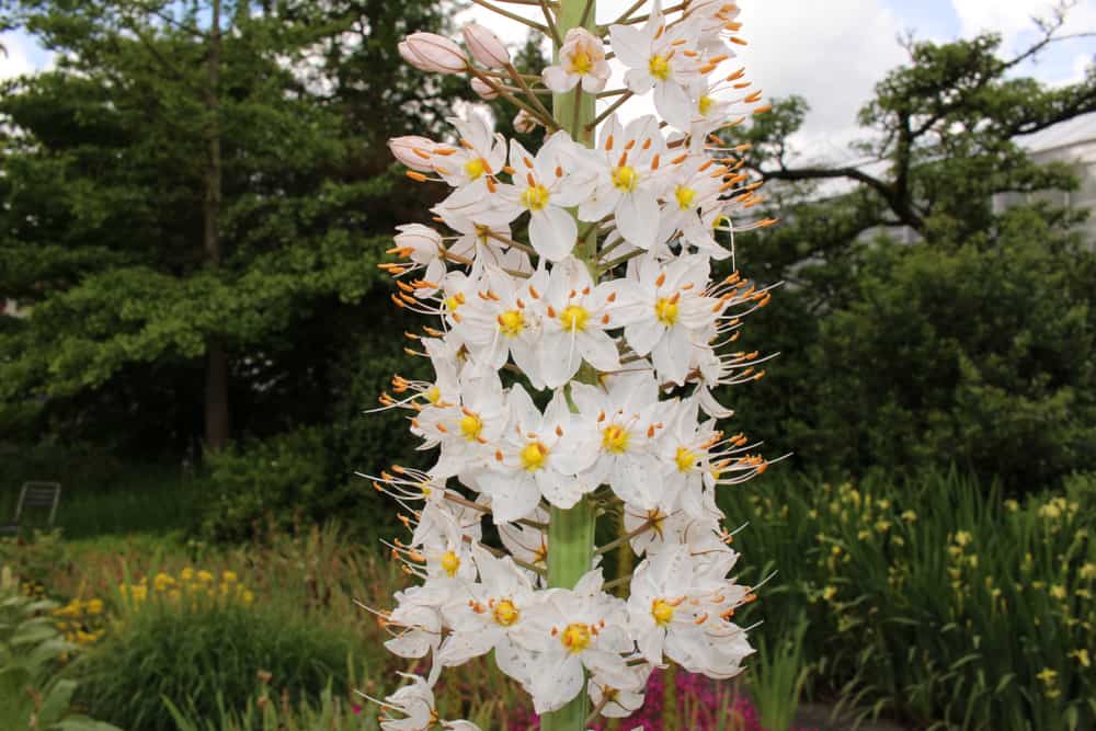 美丽的巨大的狐尾百合花穗带有明亮的白色花和长雄蕊生长在观赏花园