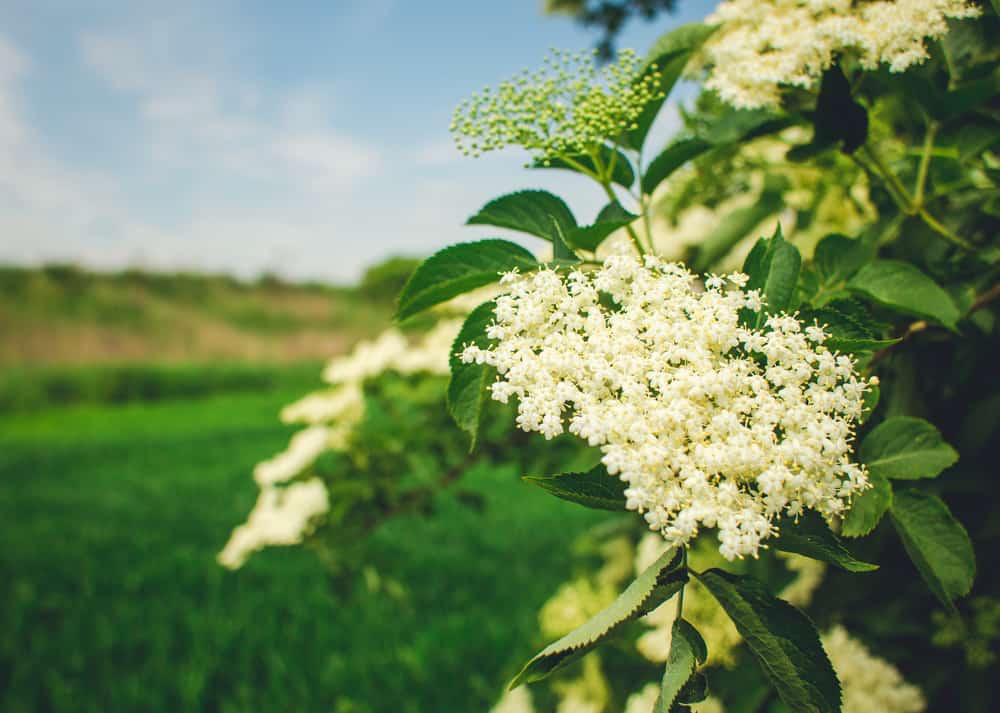 晚春的接骨木灌木的可爱的雅致的白色花簇，生长在广阔的阳光明媚的田野旁