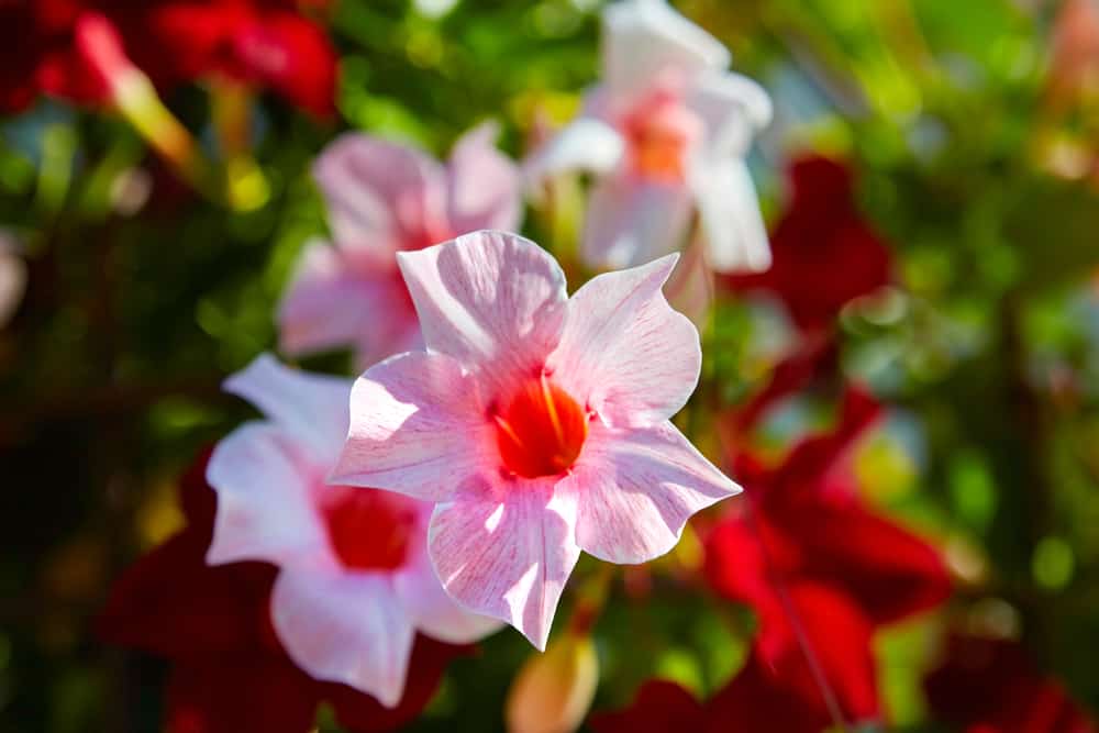 曼德拉粉红色花朵的特写。