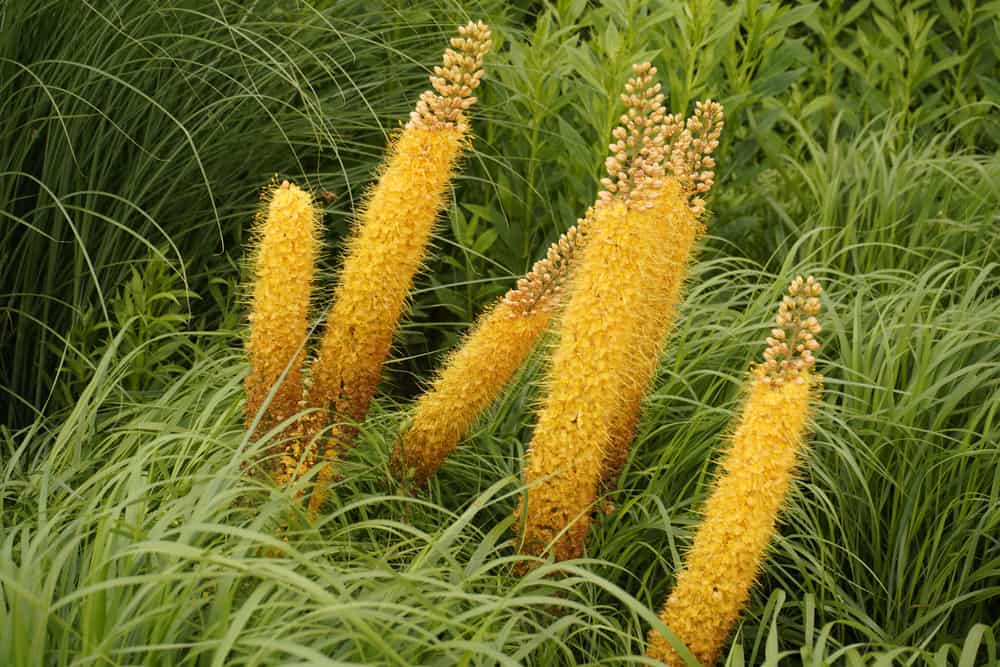 长在长观赏草中的一种窄叶狐尾花的长而亮的桔黄色花穗