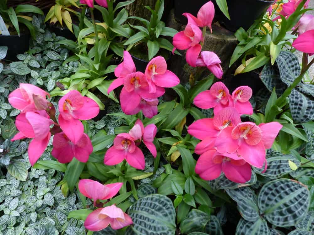 令人惊叹的亮粉色花朵的迪萨兰生长在一个可爱的花园