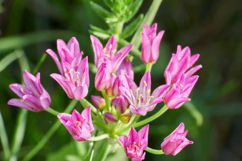 特写的粉红色的德克萨斯野生草原洋葱花。