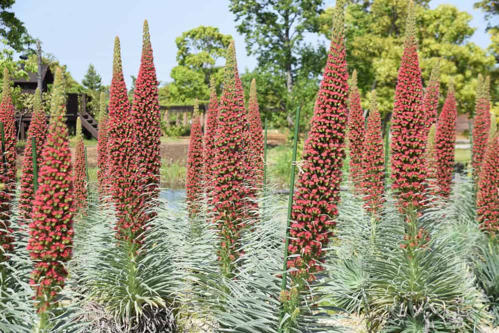 令人难以置信的高红花峰值echium植物生长在塔的观赏花园