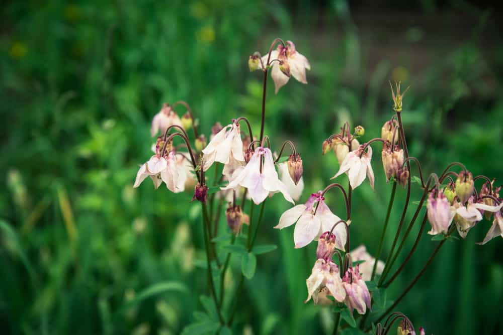 黛安娜植物上令人惊叹的淡粉色钟形花，背景是模糊的绿色花园