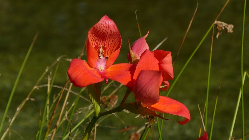 明亮的红色迪萨兰生长在野外，明亮的花朵生长在高草