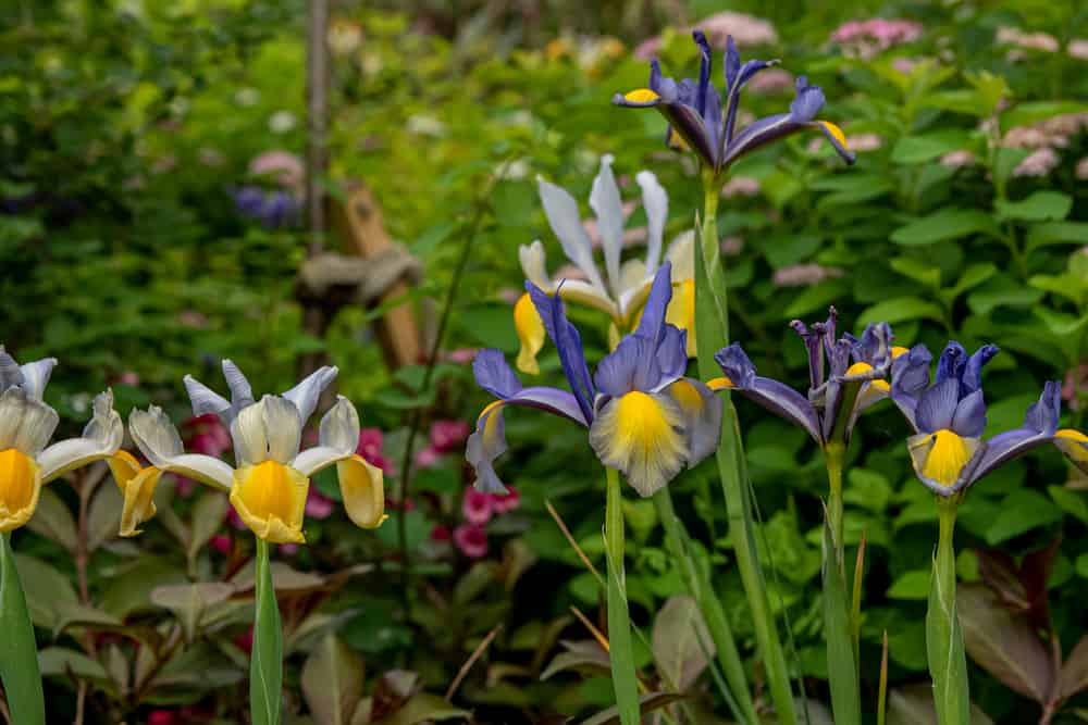 荷兰鸢尾花盛开，白色、黄色和紫色的花瓣生长在茂密的森林里