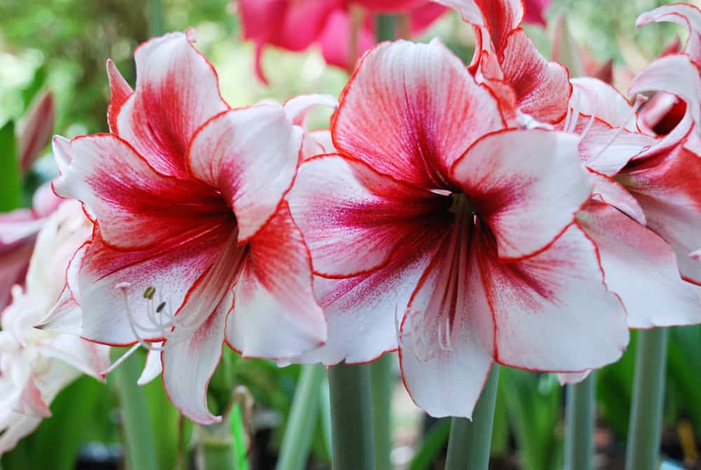 特写的孤柱花与红色和白色锯齿状的花瓣和白色，长雄蕊。