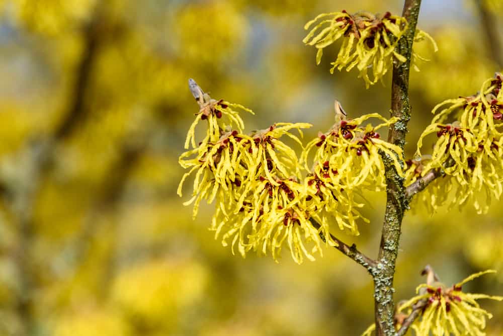 “阿诺德承诺”金缕梅树枝上有蜘蛛般的亮黄色花朵。