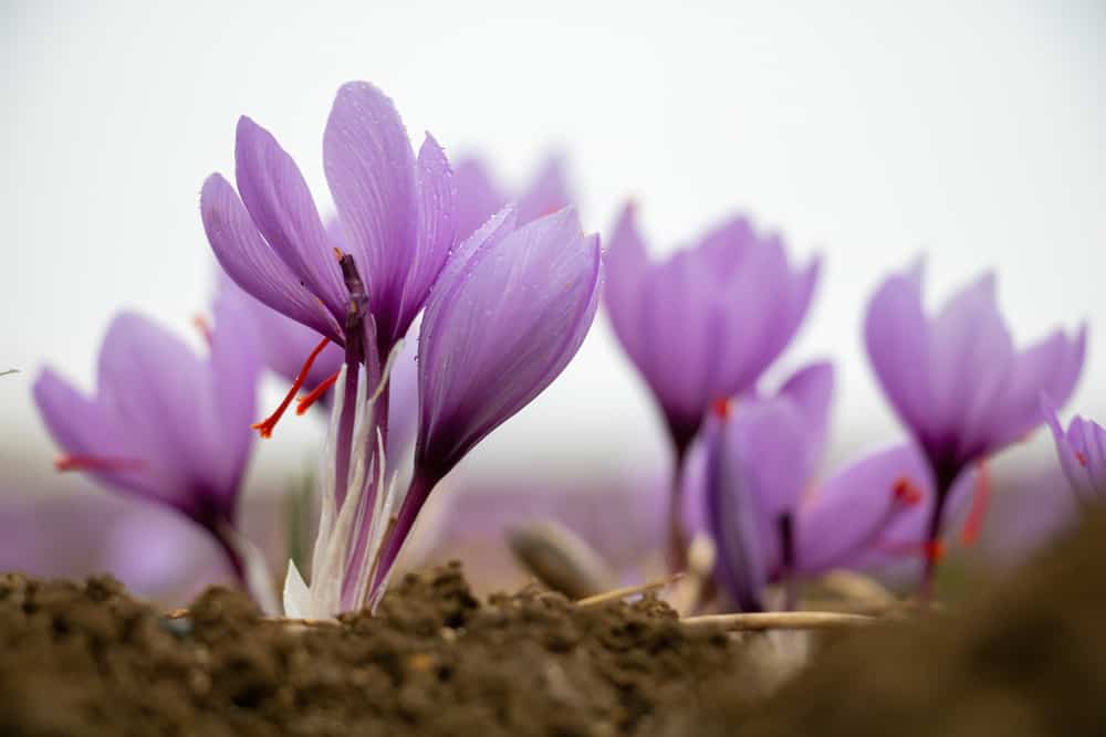 在一个阴天，美丽的淡紫色秋季番红花从寒冷的土壤中探出头来