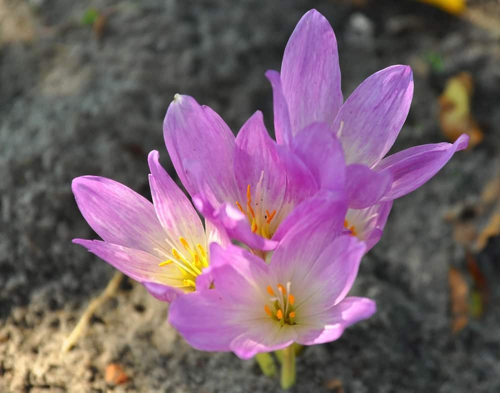 在阳光明媚的日子里，看着五朵美丽的浅紫色的秋番红花从土壤中生长出来
