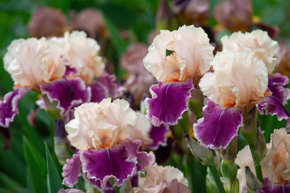 长有胡须的鸢尾花，开着淡桃色和紫色的花，生长在春天的花园里。