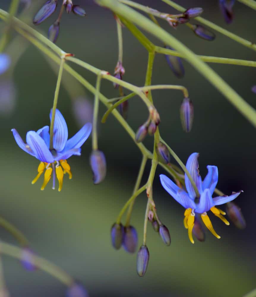 蓝色亚麻百合，弓形茎上挂着蓝色星形花。