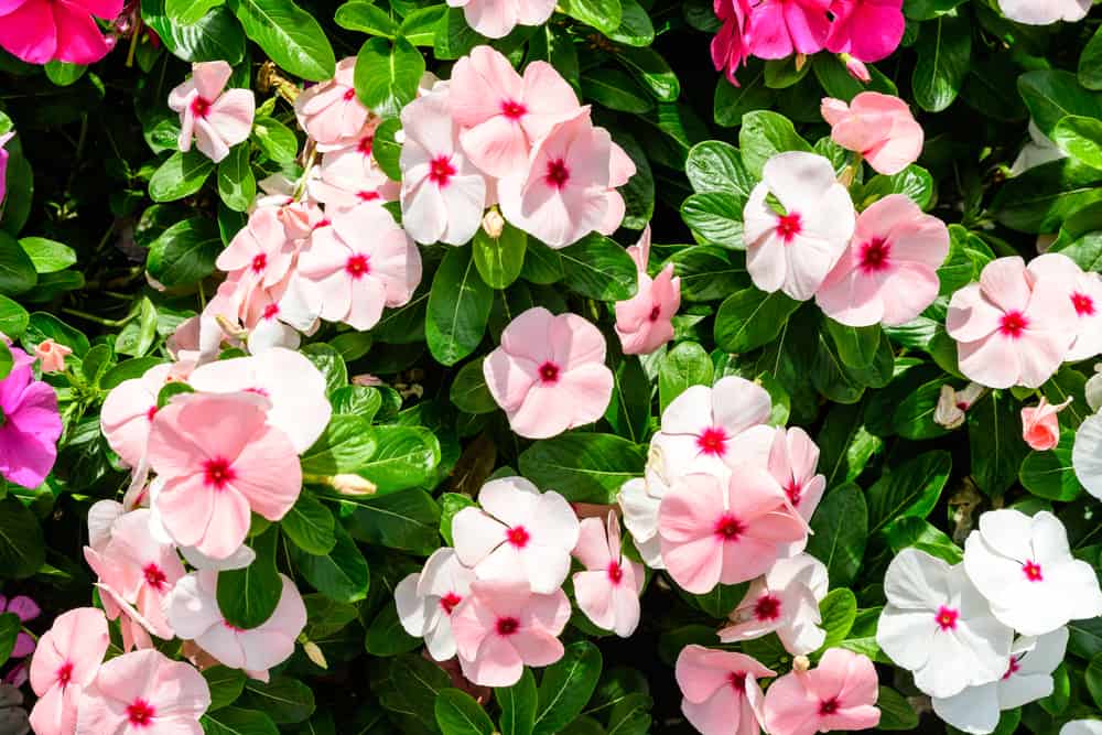 繁花的丽萃花，白色和柔和的粉红色，圆形的花有深色的玫瑰花心。