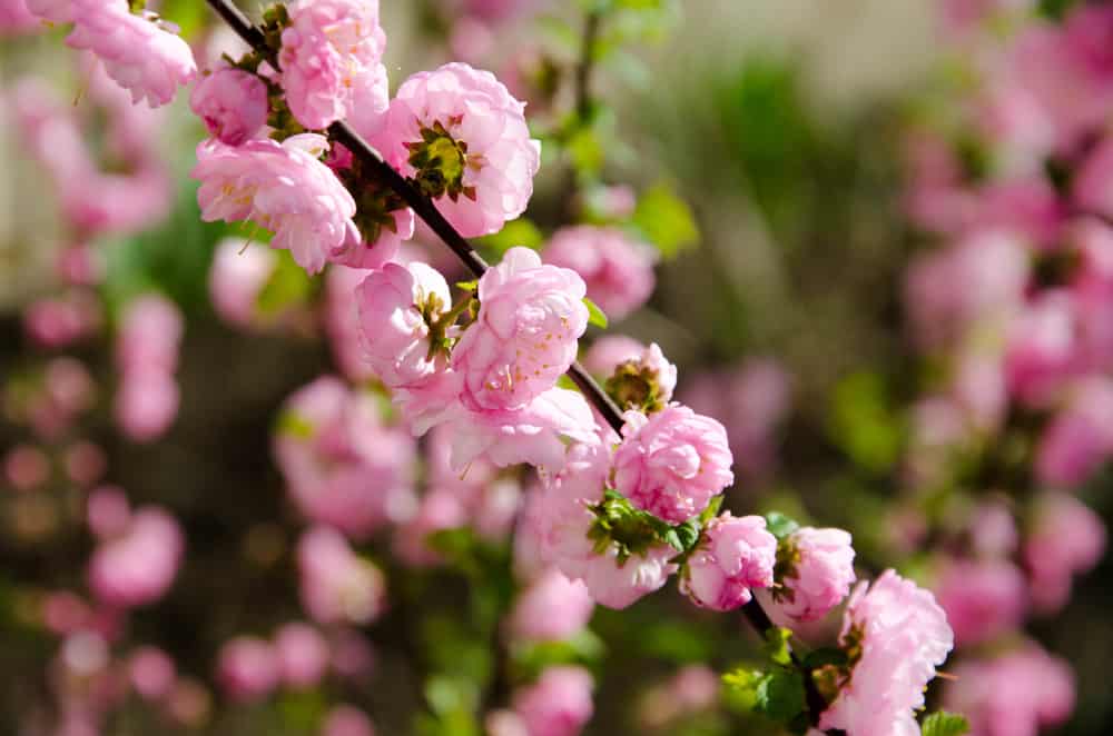一种中国灌木樱桃的嫩枝，上面开着大量粉红色的玫瑰状的花。