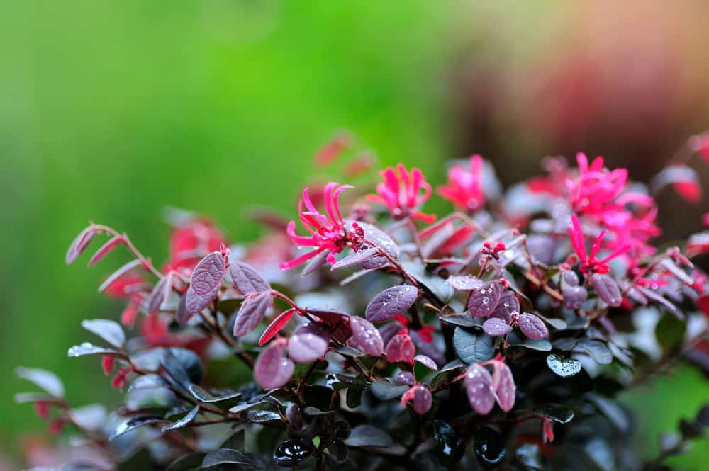 春天花园里的中国流苏花，粉红色的花朵和酒红色的叶子上洒着晨露。