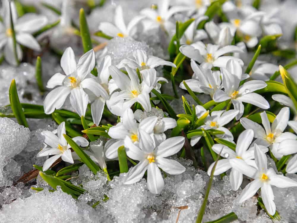 雪上盛开着白花。