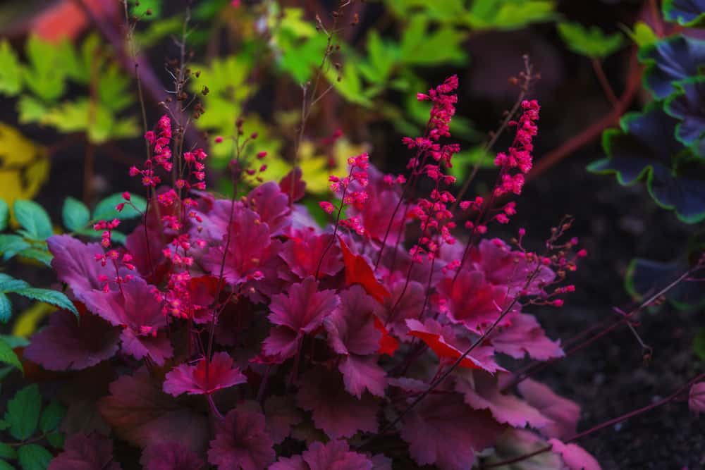 珊瑚钟的特写粉红色的花与李子酒红色的叶子。