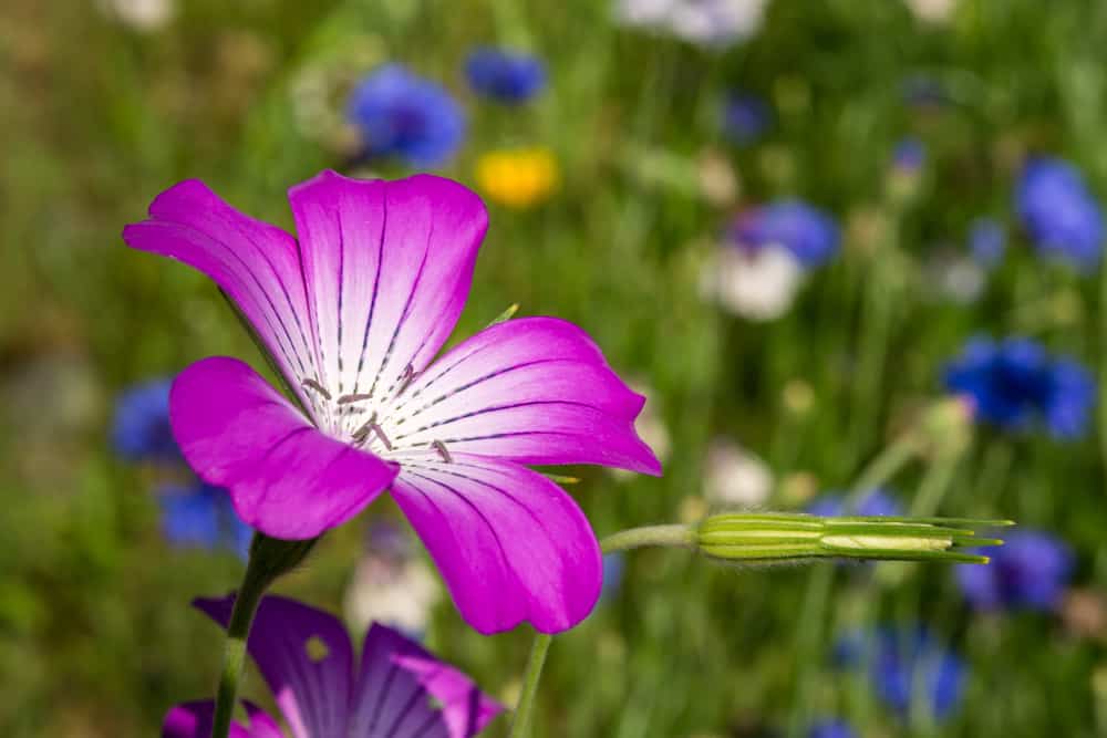 微距照片的玉米花，大，紫色的花瓣点缀着黑色和长胡须。