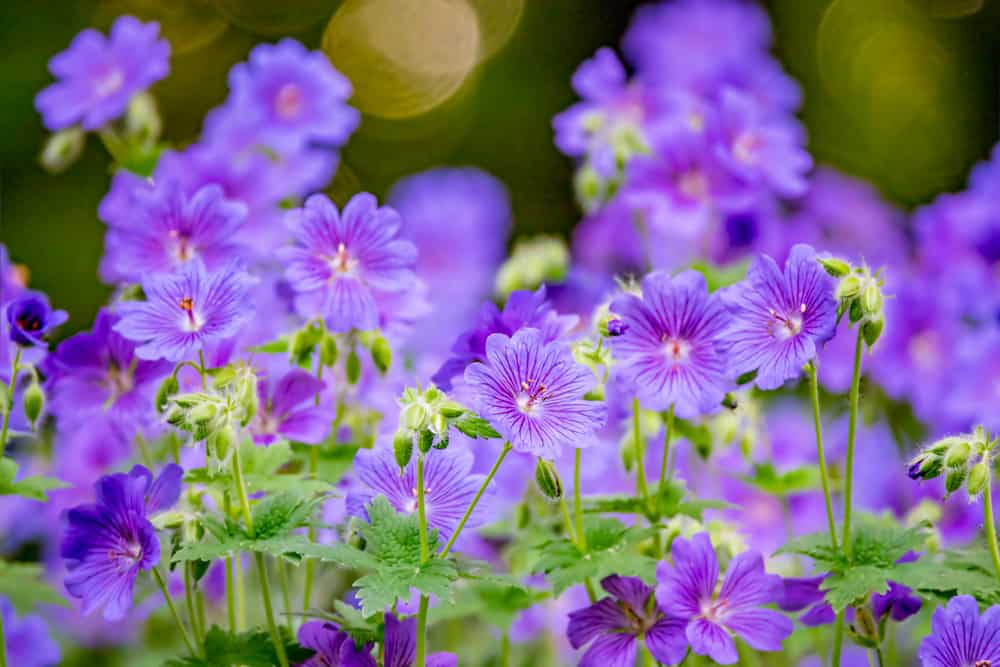花园里的天竺葵开着亮紫色的花。