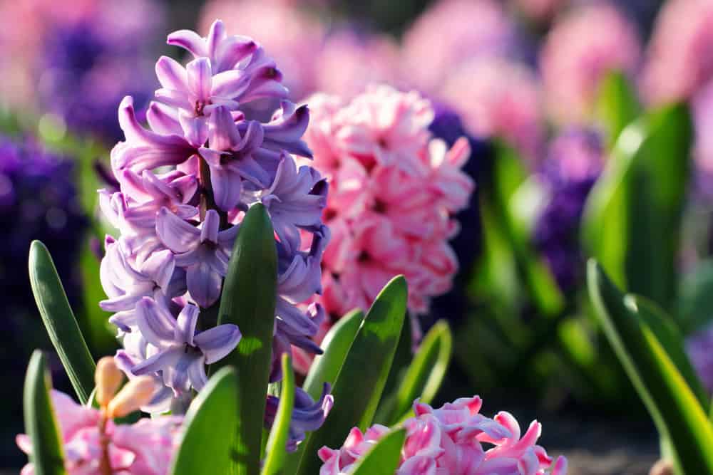 一簇簇荷兰风信子花，呈紫色和粉红色。