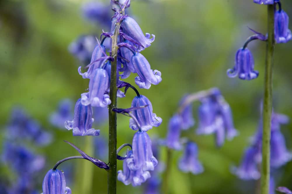 英国风信子的微距照片，小花朵簇拥在它拱形的茎上。