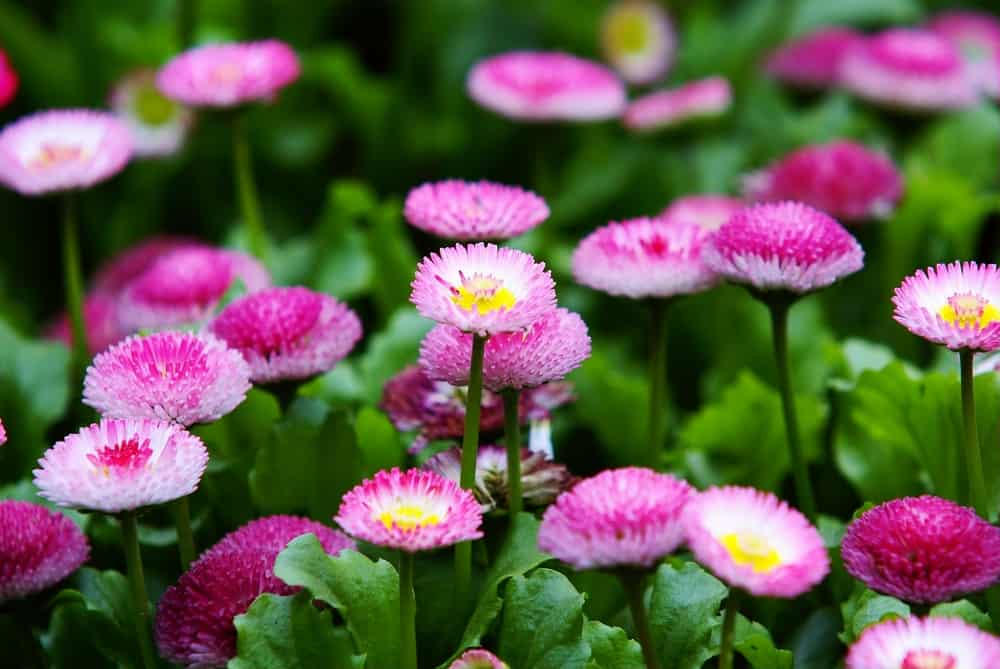 英国雏菊植物的粉红色簇花。