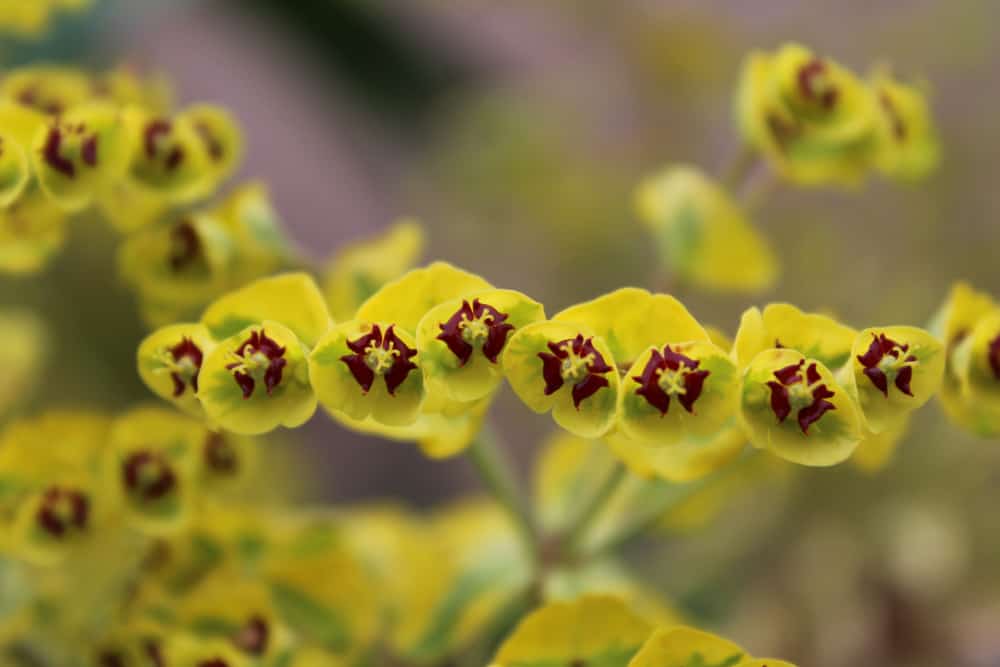 焦点图像的黄色和栗色的花大戟植物生长在一个整齐的线