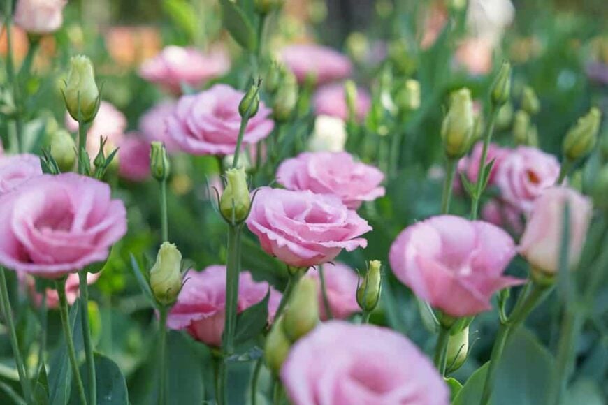 美丽的粉红色桔梗花，粉红色，生长在一个繁荣的领域