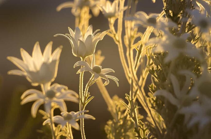 在午后阳光的照耀下，法兰绒花植物美丽的绒毛叶子和花朵