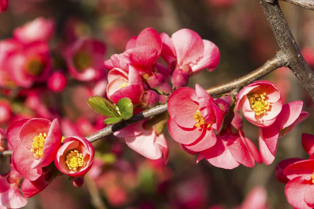 有粉红色花簇的开花的榅桲枝。