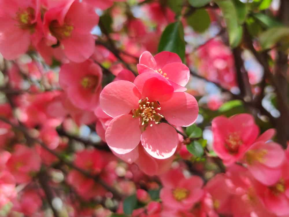 一簇簇开花的榅桲的桃花。