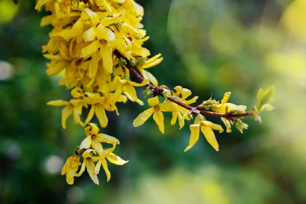 连翘灌木的黄色小花，簇生在其拱形的木质茎上。