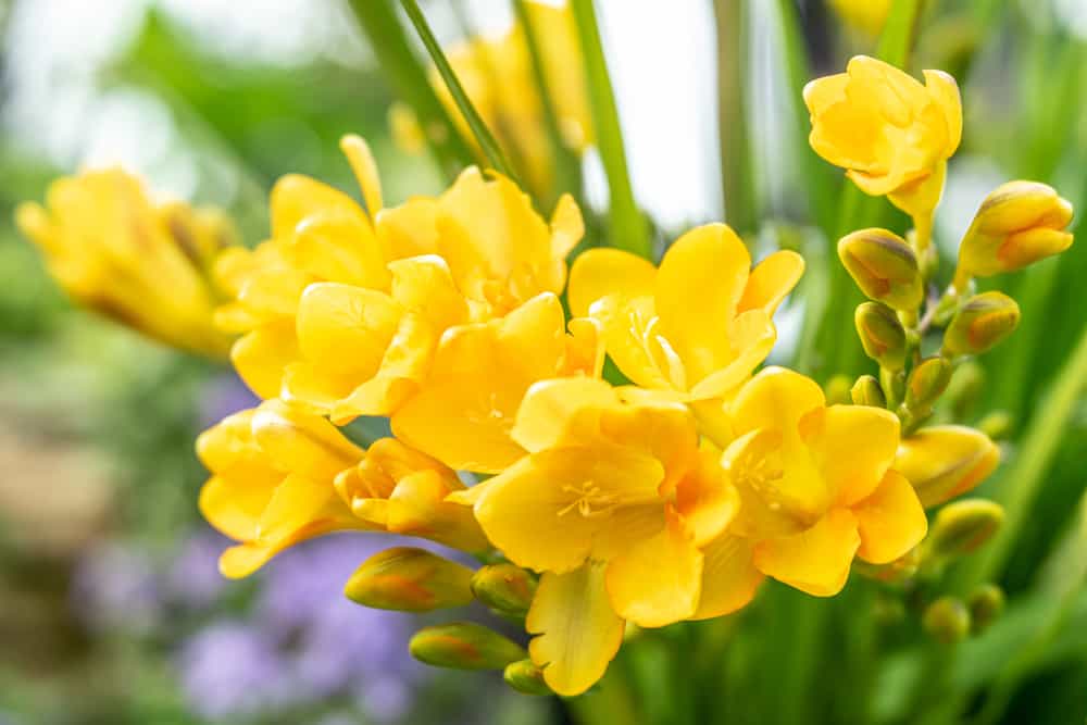 小苍兰的特写，黄色的花朵簇拥在它的带状叶子上。