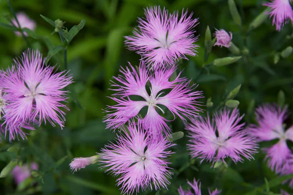 长在田野里的白色和淡紫色有穗的粉红色植物的尖刺花朵。