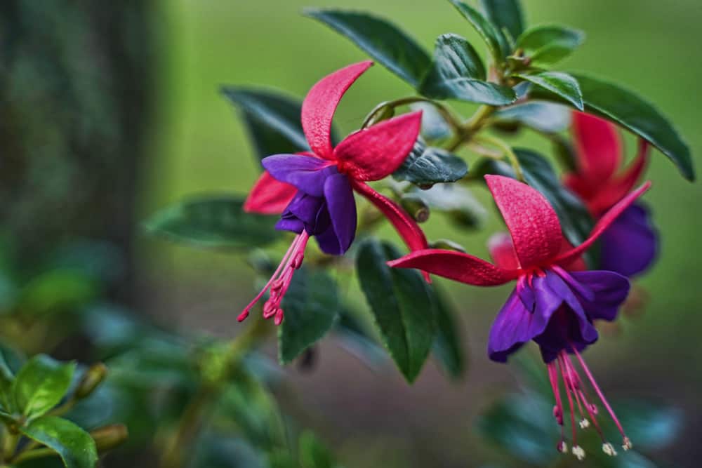 紫红色和紫色花朵的紫红色植物特写。